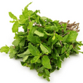 Mint Bunch Whole (ثابت پوڈینا)