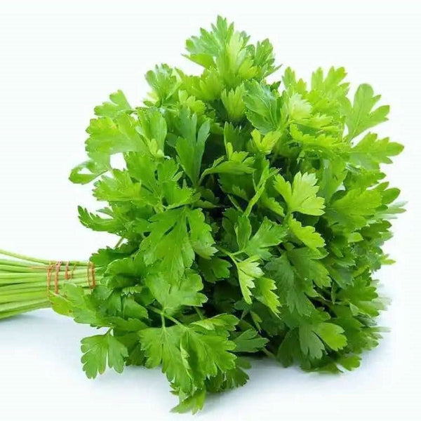 Coriander Bunch (Hara Dhanya)